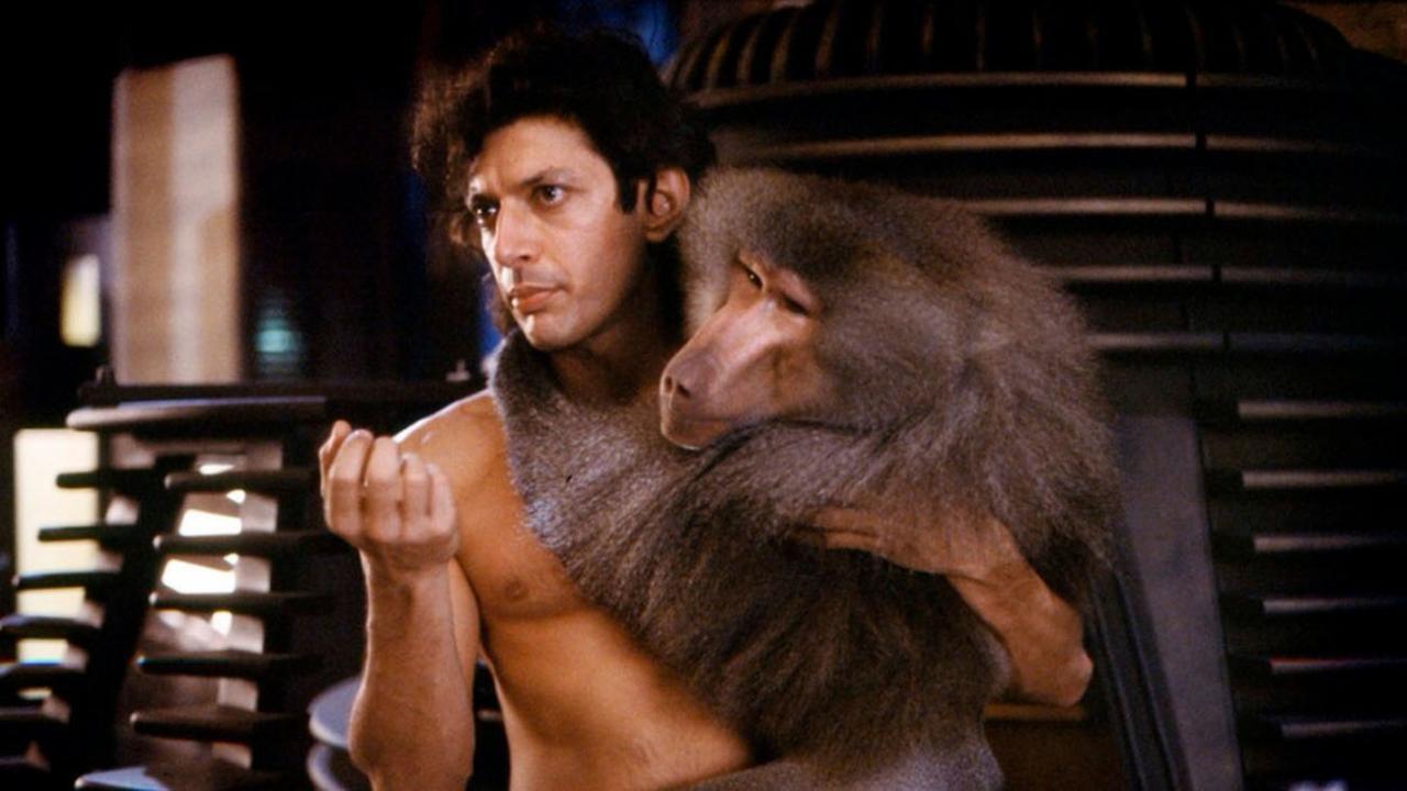 The Fly