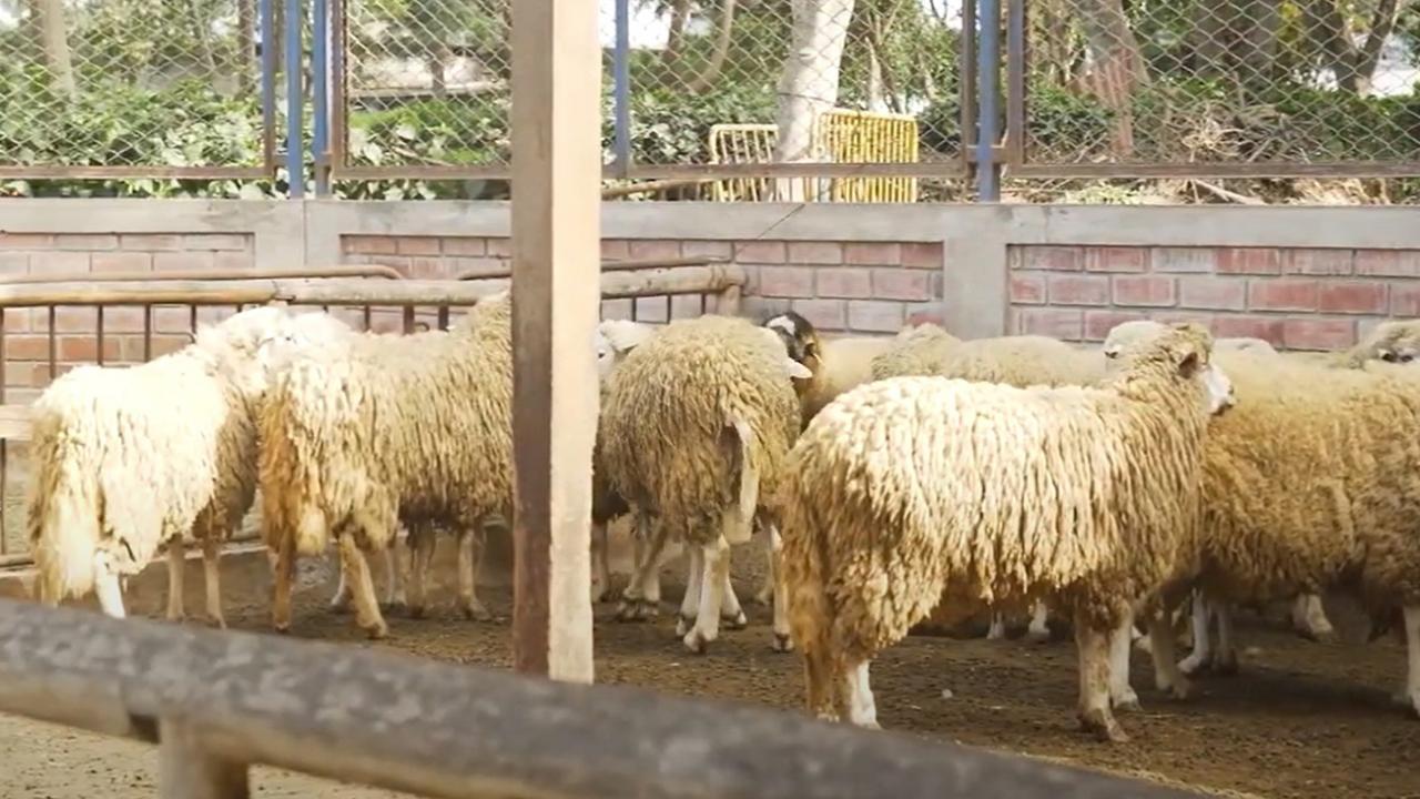 Chaski, el guardaparque